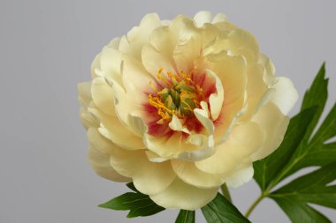 Gri arka planda izole edilmiş sıra dışı sarı şakayık..