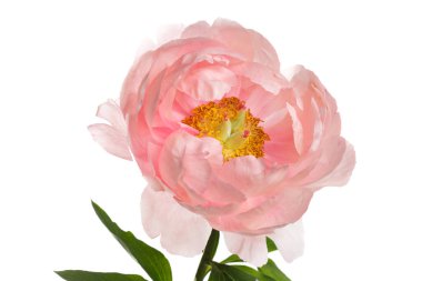 Beyaz arka planda izole edilmiş parlak pembe şakayık çiçeği..