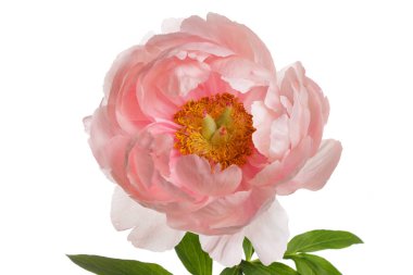 Beyaz arka planda izole edilmiş parlak pembe şakayık çiçeği..