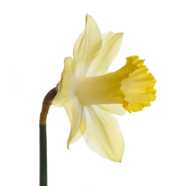 Sarı nergis çiçeği beyaz arkaplanda izole.