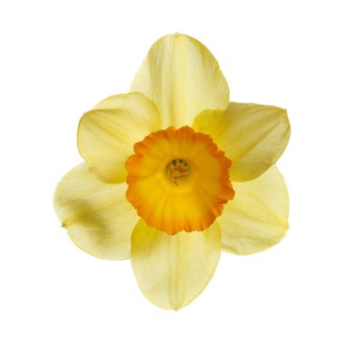 Sarı nergis çiçeği beyaz arkaplanda izole.