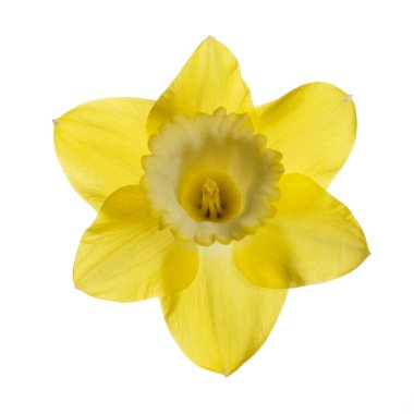 Sarı nergis çiçeği beyaz arkaplanda izole.