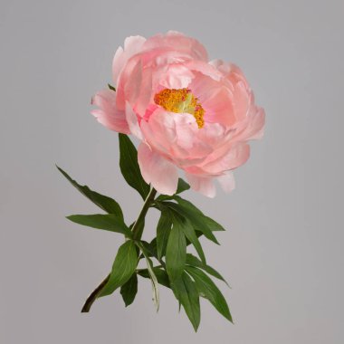 Gri arkaplanda izole edilmiş pembe şakayık çiçeği.