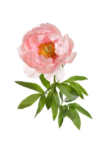 Fleur Pivoine Rose Vif Isolée Sur Fond Blanc — Photo