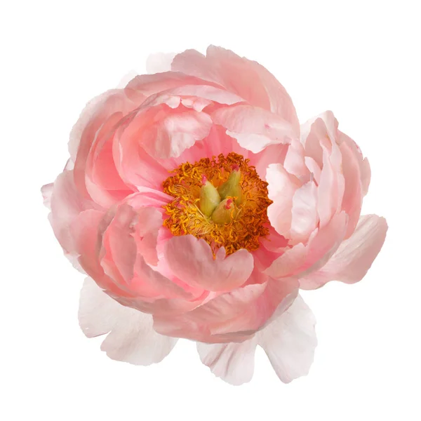 Flor Peônia Rosa Brilhante Isolado Fundo Branco — Fotografia de Stock