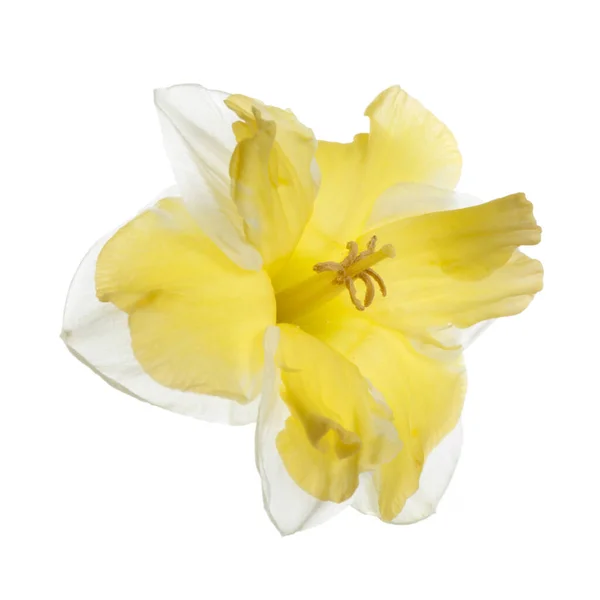 Yellow Daffodil Flower Isolated White Background — Stock Photo, Image