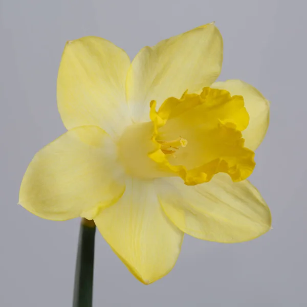 灰色の背景に孤立した黄色のダフォジルの花 — ストック写真