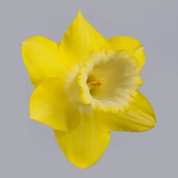 Jaune Fleur Jonquille Isolé Sur Fond Gris — Photo