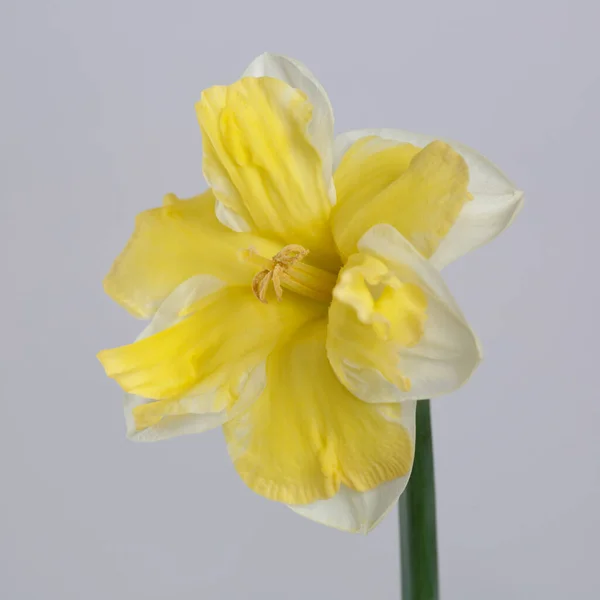 Bílý Žlutý Narcis Květiny Izolované Šedém Pozadí — Stock fotografie