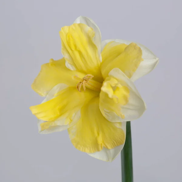 Fleur Jonquille Jaune Blanc Isolée Sur Fond Gris — Photo