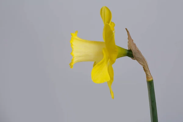 Gele Narcis Bloem Geïsoleerd Grijze Achtergrond — Stockfoto