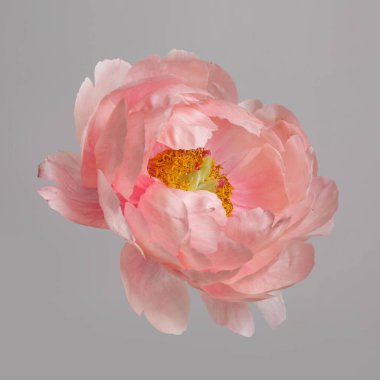 Gri arkaplanda izole edilmiş pembe şakayık çiçeği.