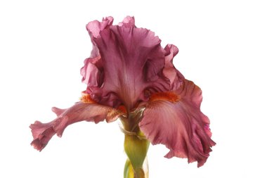 Beyaz arka planda izole edilmiş koyu kırmızı zambak çiçeği..