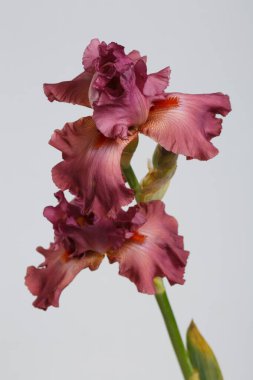 Koyu iris çiçeği gri arkaplanda izole edilmiş.