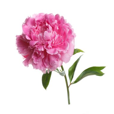 Beyaz arkaplanda izole edilmiş pembe şakayık çiçeği.