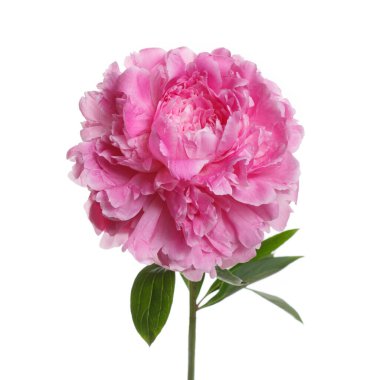 Beyaz arkaplanda izole edilmiş pembe şakayık çiçeği.