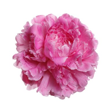 Beyaz arkaplanda izole edilmiş pembe şakayık çiçeği.