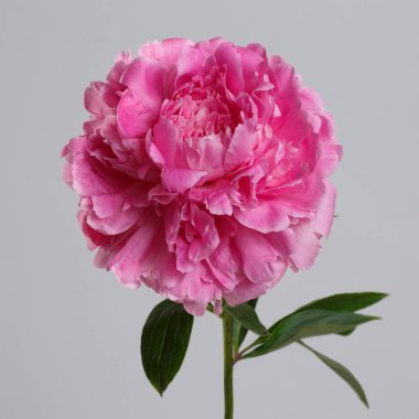 Gri arkaplanda izole edilmiş pembe şakayık çiçeği.