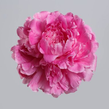 Gri arkaplanda izole edilmiş pembe şakayık çiçeği.