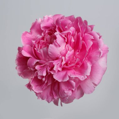 Gri arkaplanda izole edilmiş pembe şakayık çiçeği.