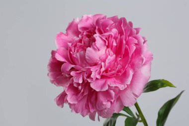 Gri arkaplanda izole edilmiş pembe şakayık çiçeği.