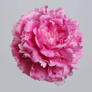 Gri arkaplanda izole edilmiş pembe şakayık çiçeği.