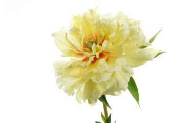 Beyaz arkaplanda yalıtılmış sarı şakayık çiçeği.