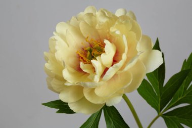 Sarı şakayık çiçeği gri arkaplanda izole edilmiş.