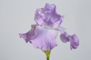 Gri arkaplanda yalıtılmış narin mor iris çiçeği.