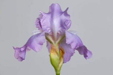 Gri arkaplanda yalıtılmış narin mor iris çiçeği.