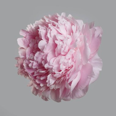 Gri arka planda izole edilmiş yumuşak pembe şakayık çiçeği.