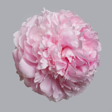 Gri arka planda izole edilmiş yumuşak pembe şakayık çiçeği.