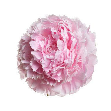 Beyaz arka planda izole edilmiş yumuşak pembe şakayık çiçeği..