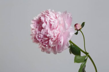 Gri arka planda izole edilmiş yumuşak pembe şakayık çiçeği.