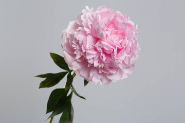 Gri arka planda izole edilmiş yumuşak pembe şakayık çiçeği.