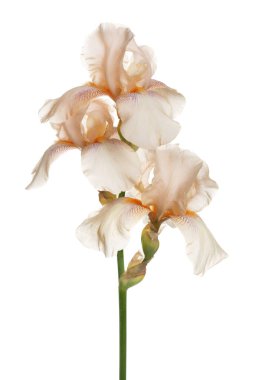 Beyaz bir arkaplanda izole edilmiş narin iris çiçeği..