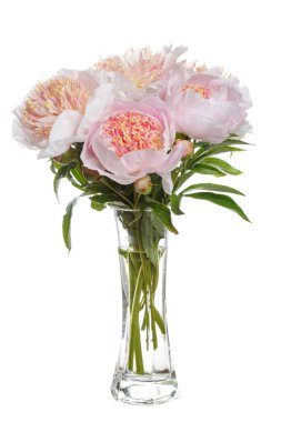 Beyaz arka planda izole edilmiş ince bir buket şakayık..