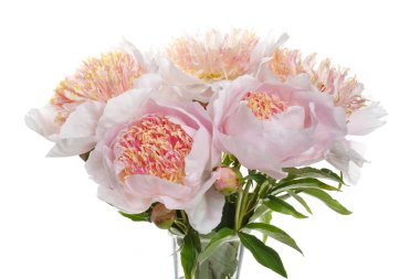 Beyaz arka planda izole edilmiş ince bir buket şakayık..