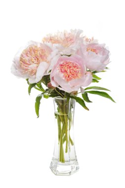 Beyaz arka planda izole edilmiş ince bir buket şakayık..