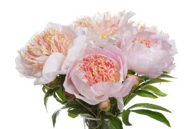 Beyaz arka planda izole edilmiş ince bir buket şakayık..