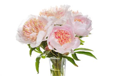 Beyaz arka planda izole edilmiş ince bir buket şakayık..