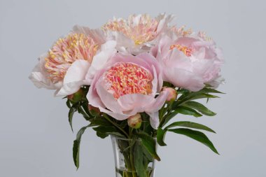 Gri bir arka planda ince bir buket şakayık..