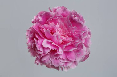 Gri arkaplanda izole edilmiş pembe şakayık çiçeği.