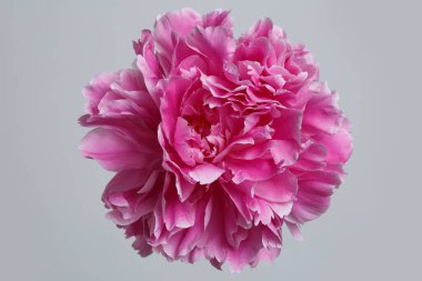 Gri arkaplanda izole edilmiş pembe şakayık çiçeği.