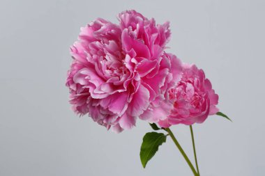 Gri arkaplanda izole edilmiş pembe şakayık çiçeği.