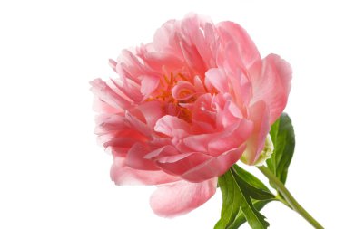 Güzel somon rengi şakayık çiçeği beyaz arka planda izole edilmiş..