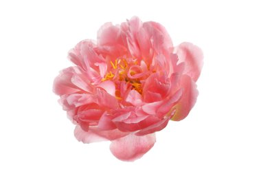 Güzel somon rengi şakayık çiçeği beyaz arka planda izole edilmiş..