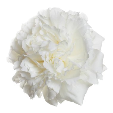 Beyaz arkaplanda izole edilmiş yumuşak beyaz şakayık çiçeği.