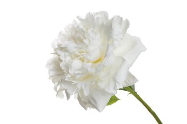 Beyaz arkaplanda izole edilmiş yumuşak beyaz şakayık çiçeği.