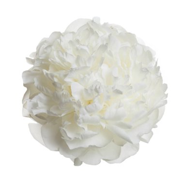 Beyaz arkaplanda izole edilmiş yumuşak beyaz şakayık çiçeği.
